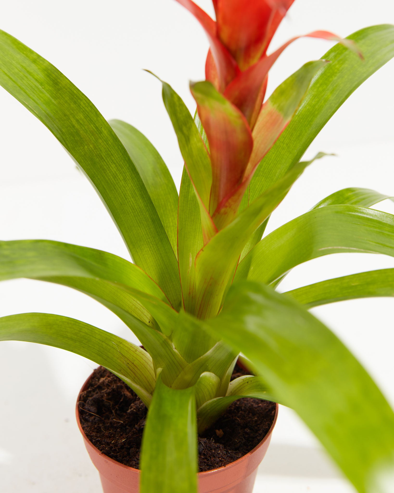 pl_bromeliad_4IN_po_grower_detail-2