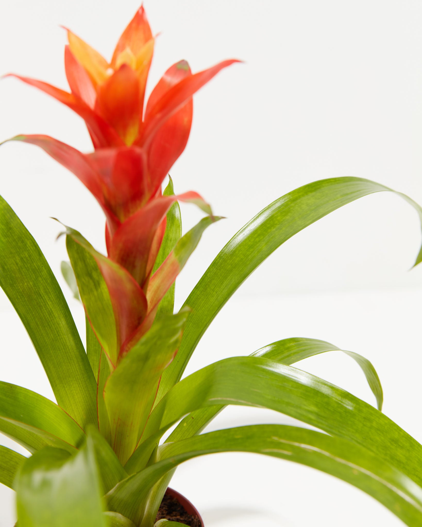 pl_bromeliad_4IN_po_grower_detail-3