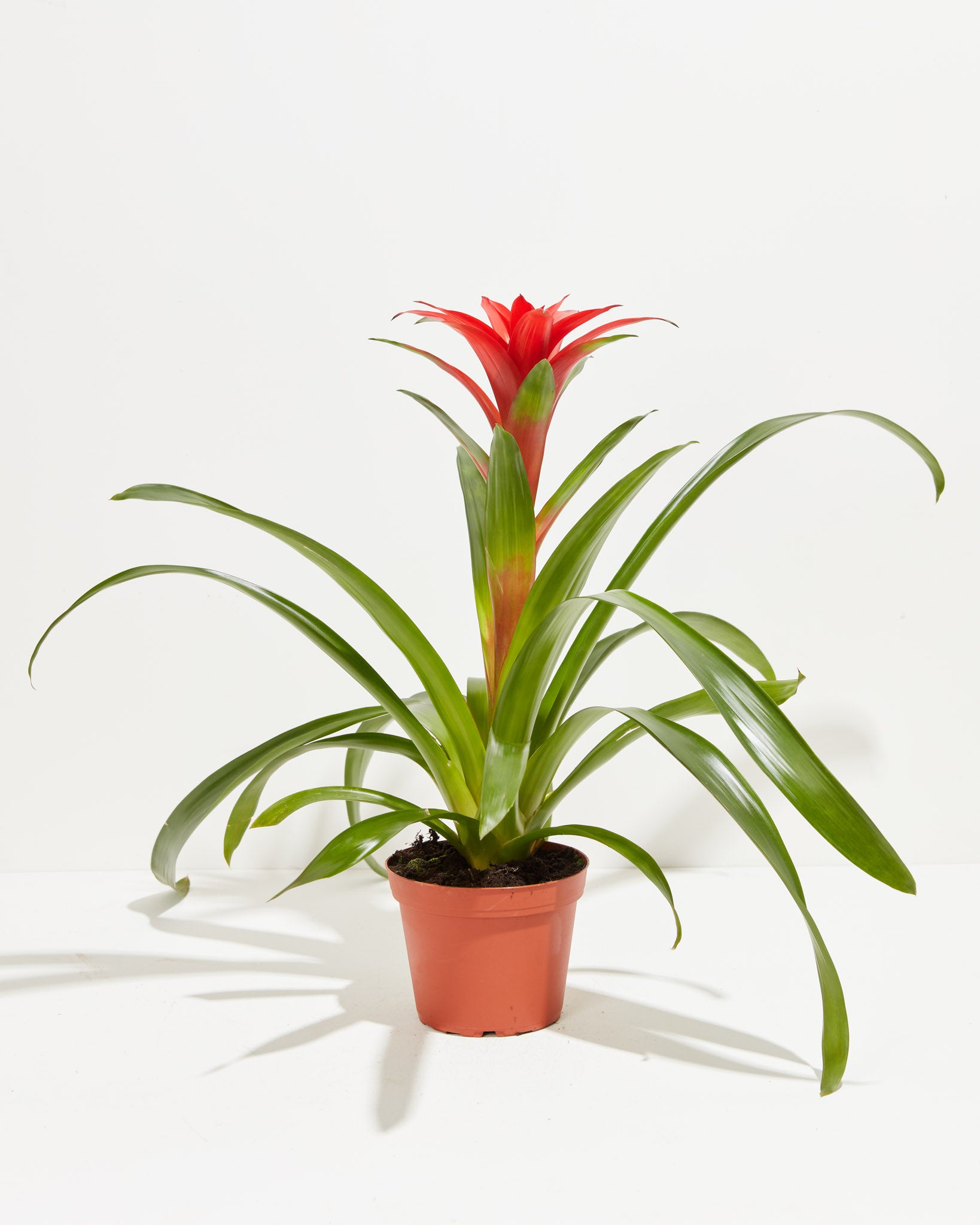 pl_bromeliad_6IN_po_grower_7b80268e-f319-4c0f-b7b0-e030f39c0b34