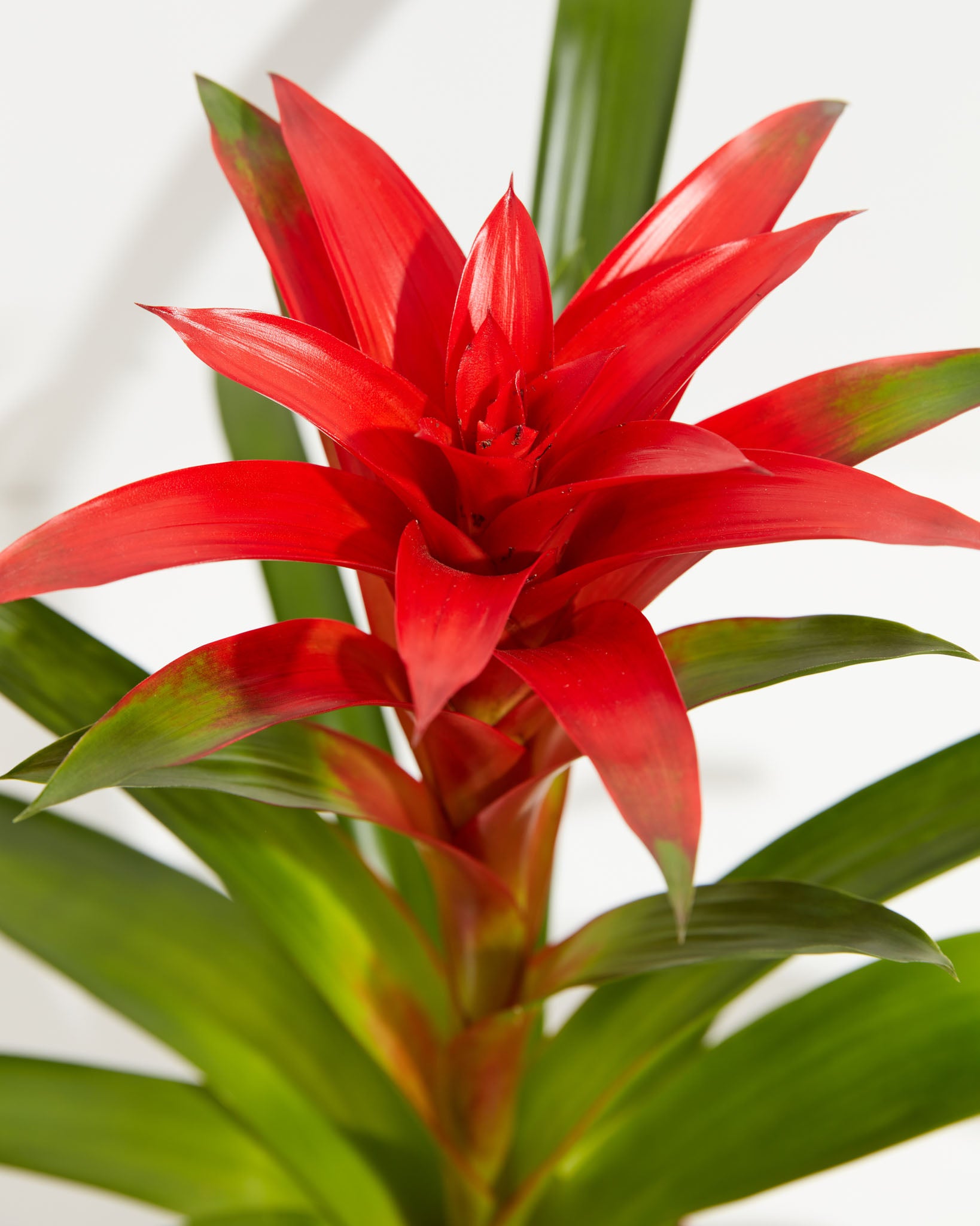 pl_bromeliad_6IN_po_grower_detail-1_b7c0a76b-0678-4609-9b7d-121fd31eec61