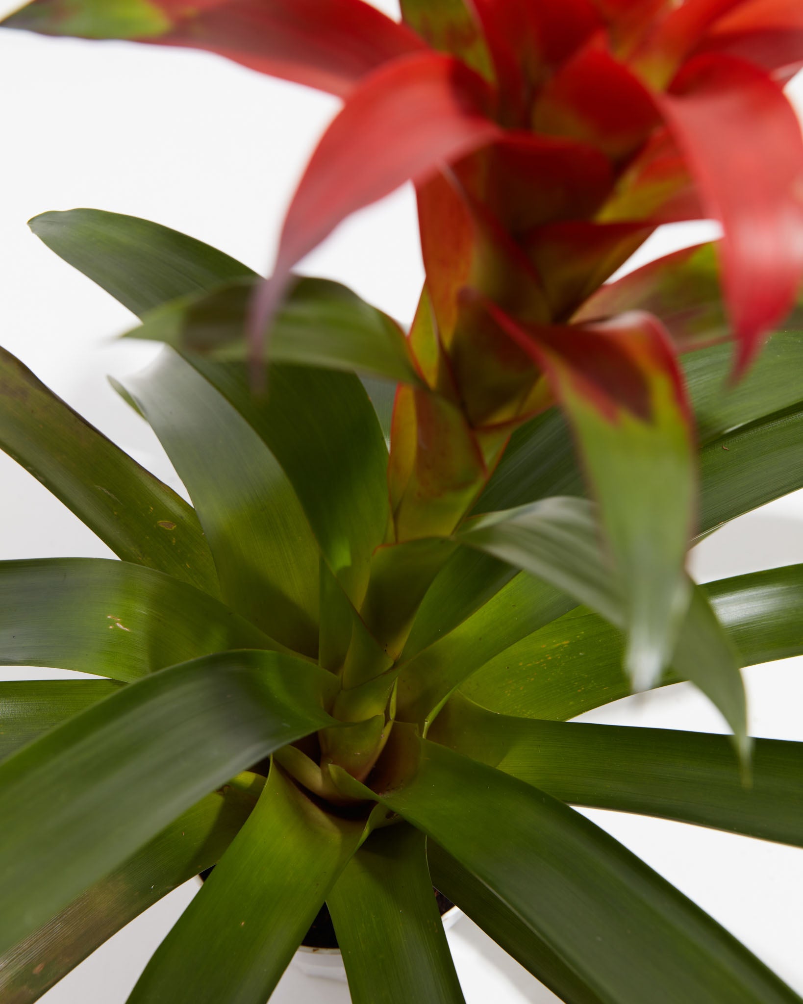 pl_bromeliad_6IN_po_grower_detail-2