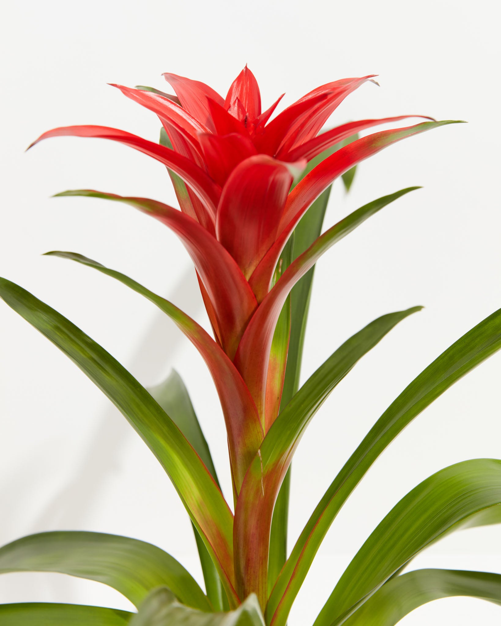 pl_bromeliad_6IN_po_grower_detail-2_21d7462f-0e57-4eb6-920f-bb9180595483