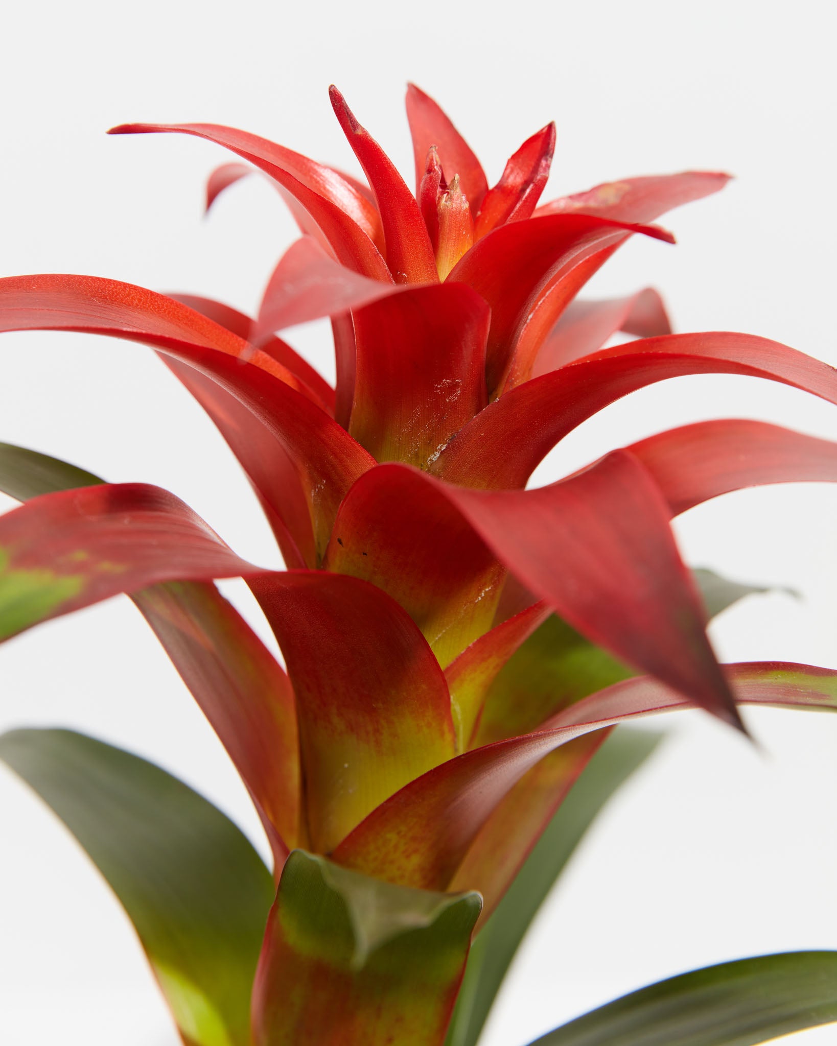 pl_bromeliad_6IN_po_grower_detail-3