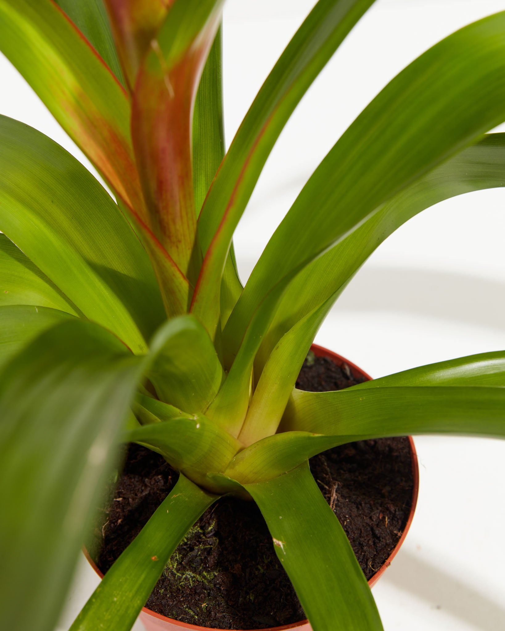 pl_bromeliad_6IN_po_grower_detail-3_aeb4a08a-2965-4951-9de3-5eb7eef1ad92