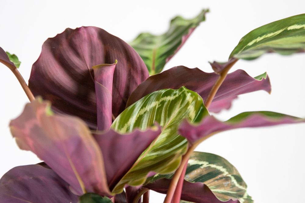 Peacock Plant (Calathea) - Image 6