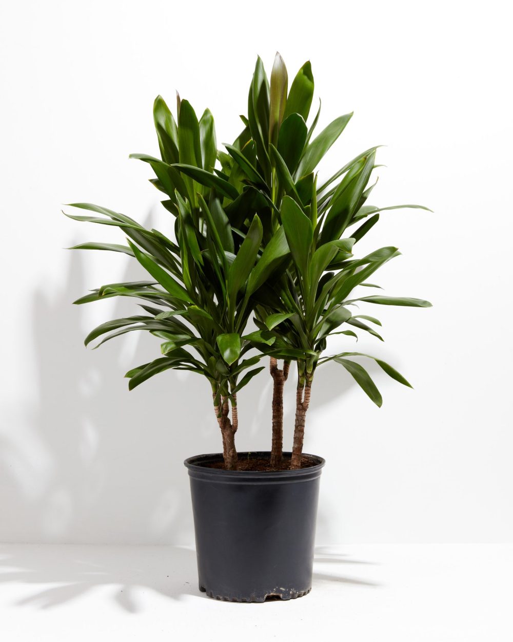 Cordyline fruticosa glauca (Good Luck Plant) - Image 10