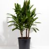Cordyline fruticosa glauca (Good Luck Plant) - Image 10