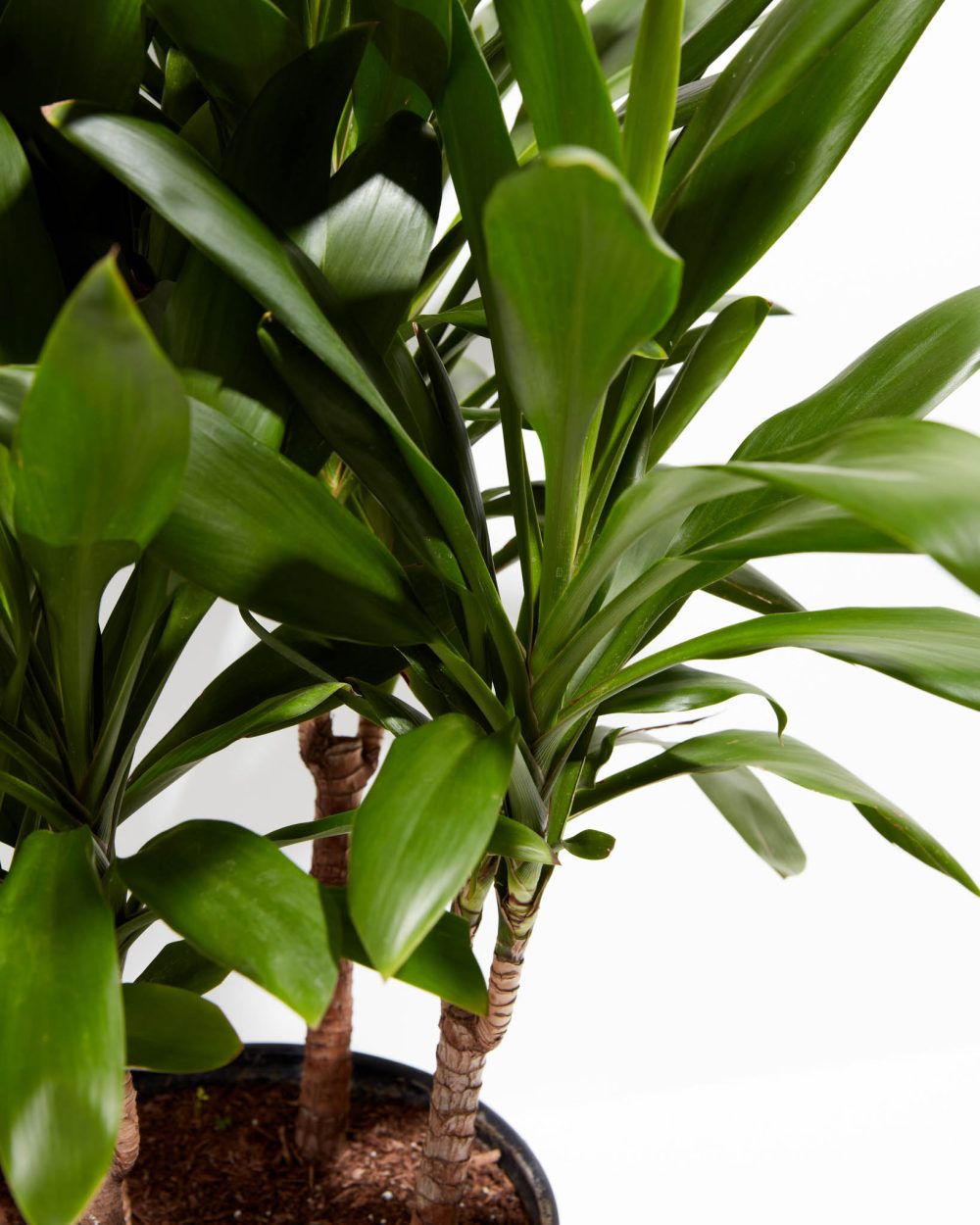 Cordyline fruticosa glauca (Good Luck Plant) - Image 7