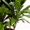 Cordyline fruticosa glauca (Good Luck Plant) - Image 7