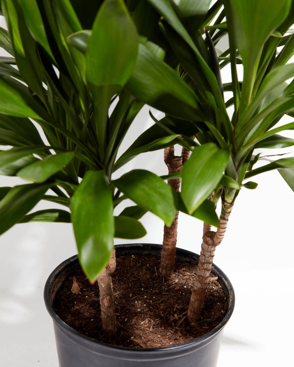 Cordyline fruticosa glauca (Good Luck Plant) - Image 8