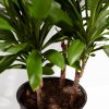 Cordyline fruticosa glauca (Good Luck Plant) - Image 8