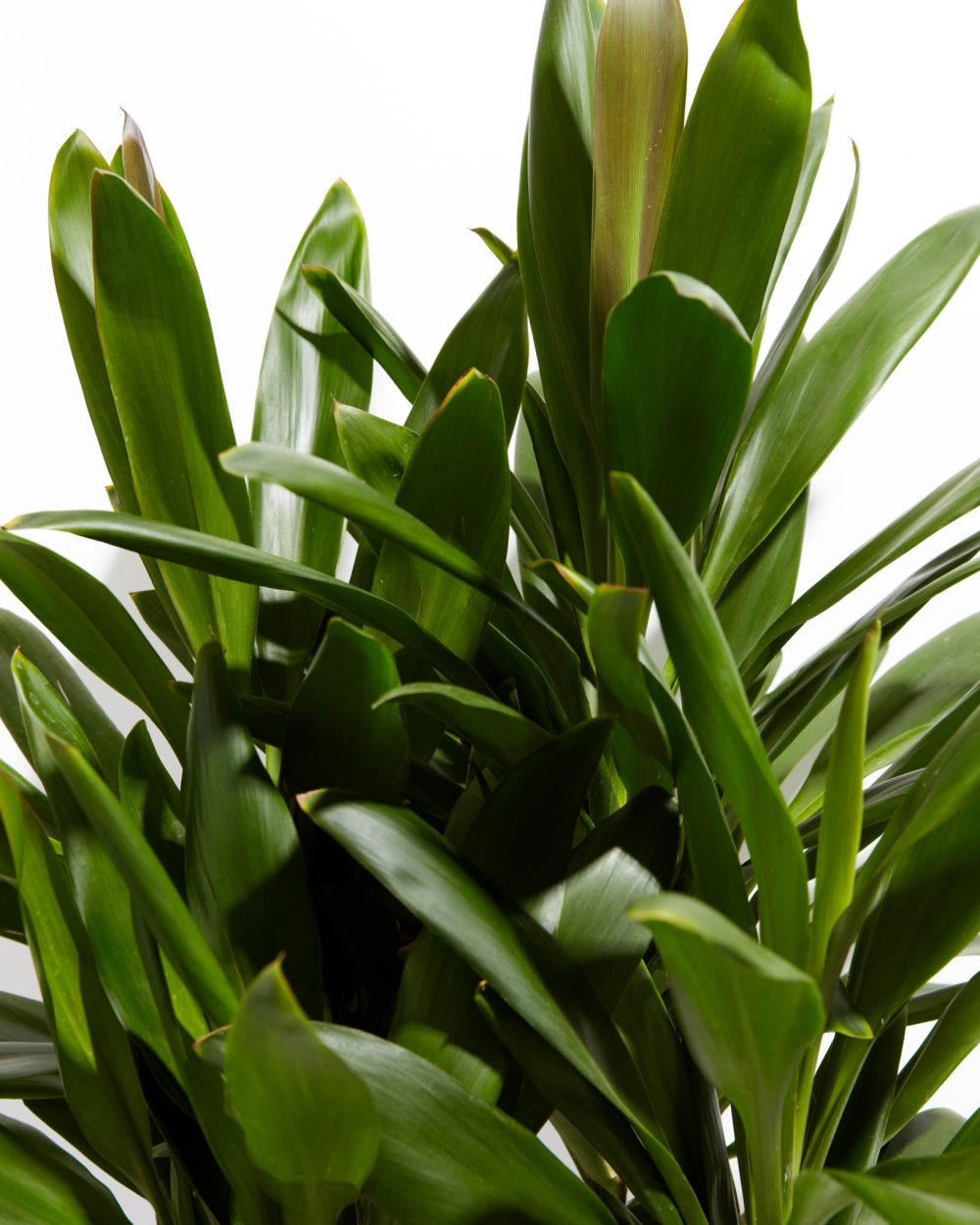 Cordyline fruticosa glauca (Good Luck Plant) - Image 9