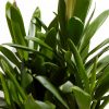 Cordyline fruticosa glauca (Good Luck Plant) - Image 9