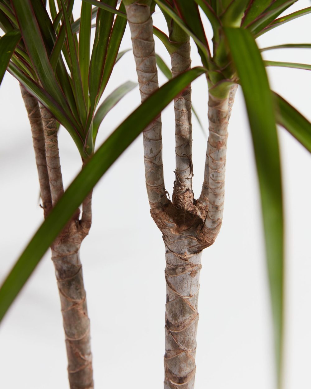 Dracaena Marginata (Dragon Tree Plant) - Image 3