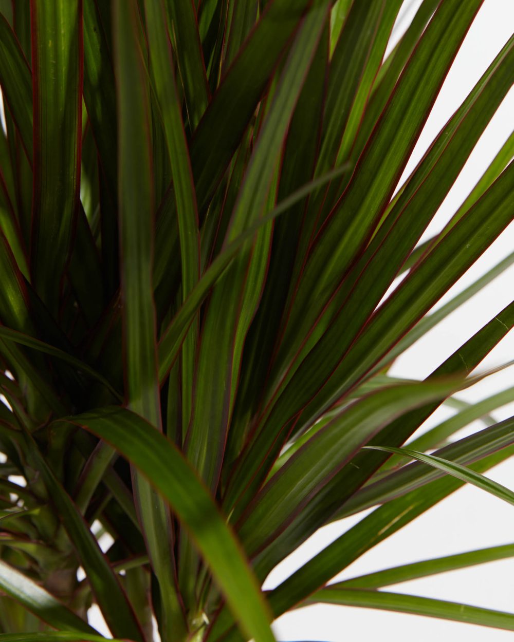 Dracaena Marginata (Dragon Tree Plant) - Image 5