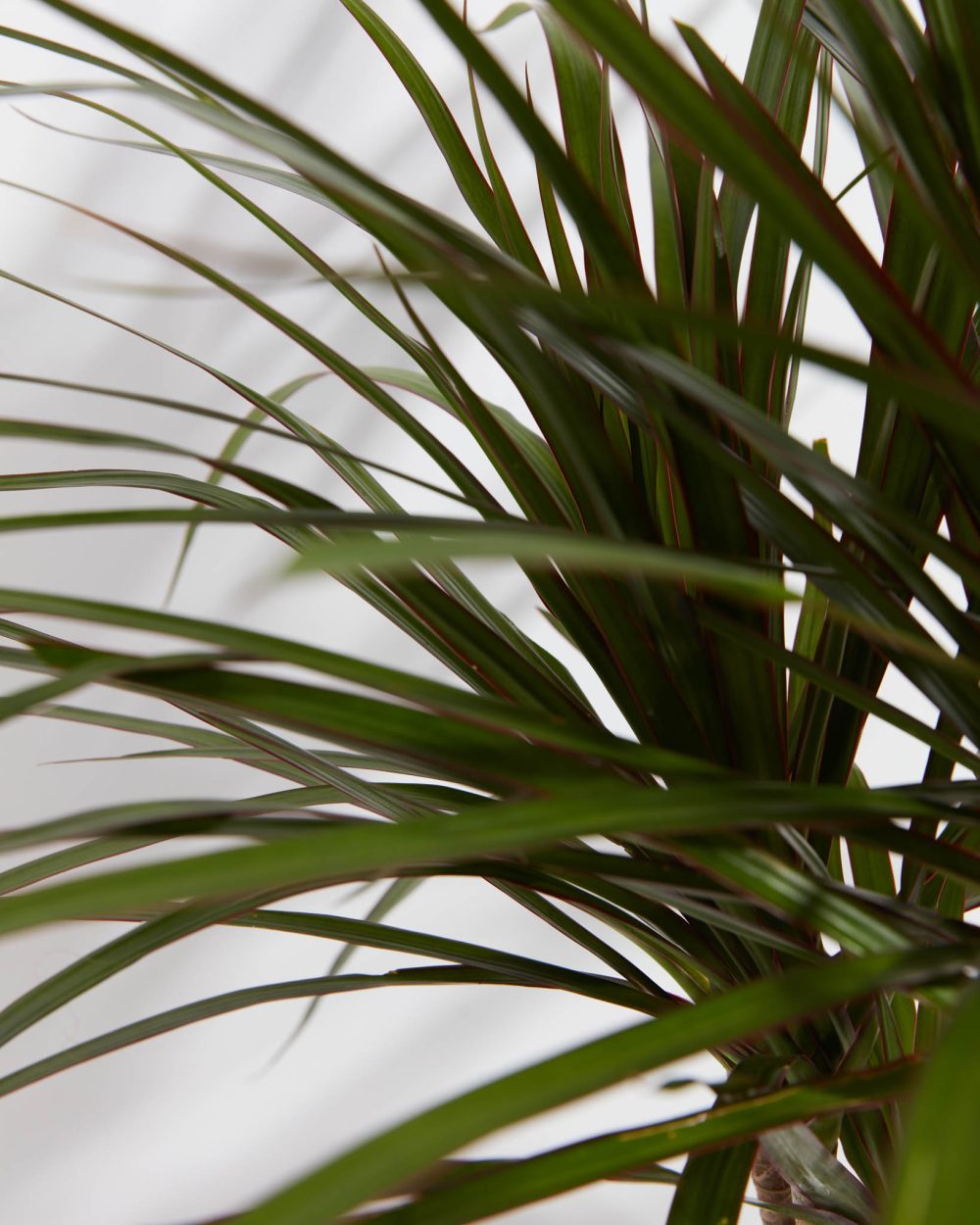 Dracaena Marginata (Dragon Tree Plant) - Image 4