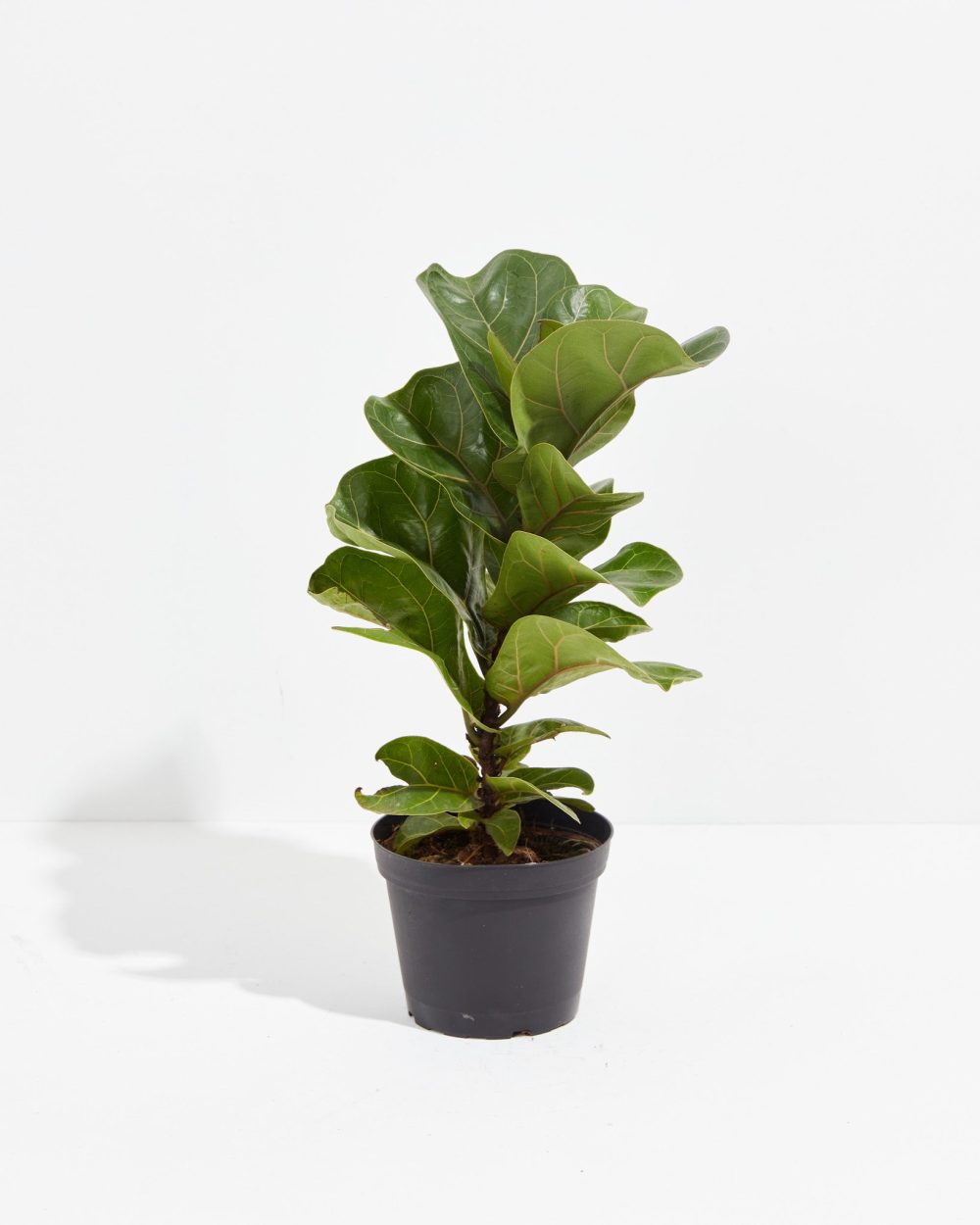 Fiddle Leaf Fig Tree (Ficus Lyrata) - Image 2