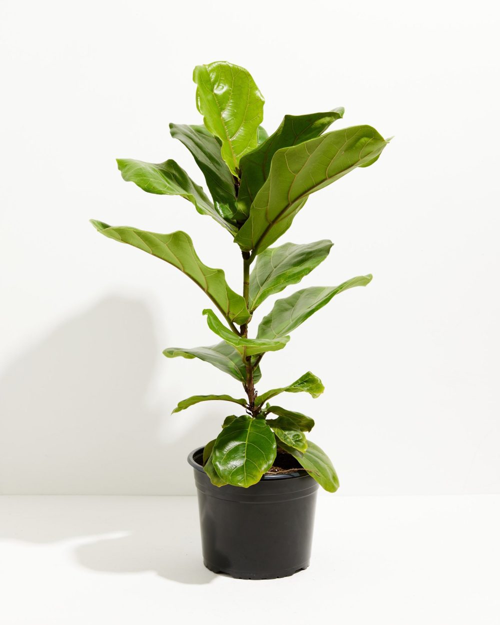 Fiddle Leaf Fig Tree (Ficus Lyrata) - Image 3