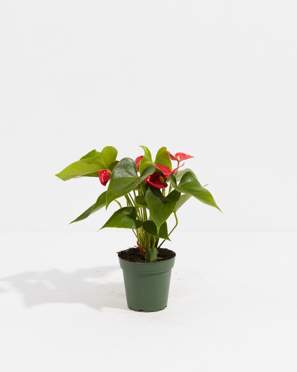 Flamingo Flower - Image 3