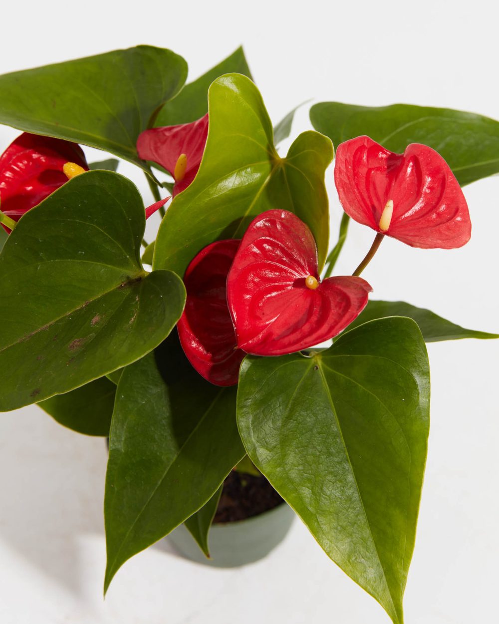 Flamingo Flower - Image 4