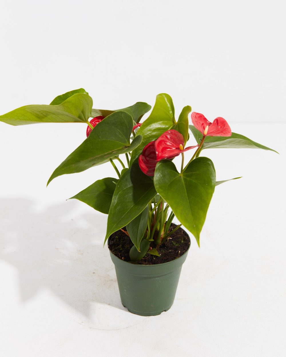 Flamingo Flower - Image 6