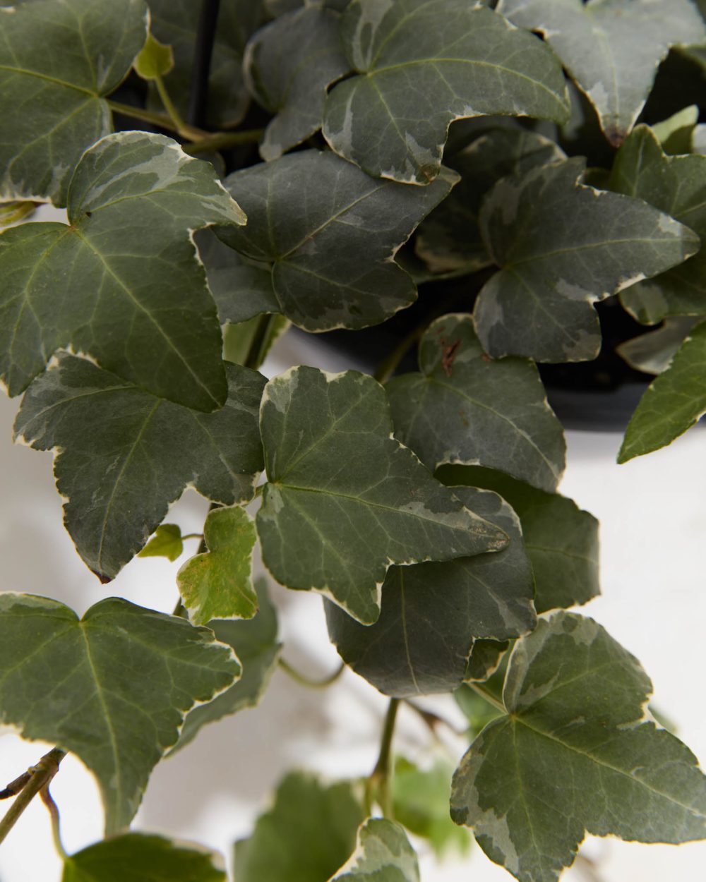 English Ivy Glacier - Image 8