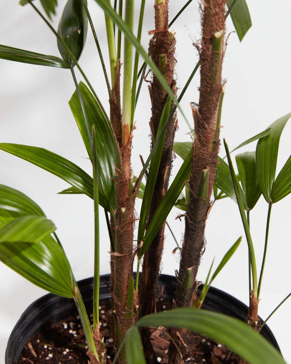 Lady Palm - Image 4