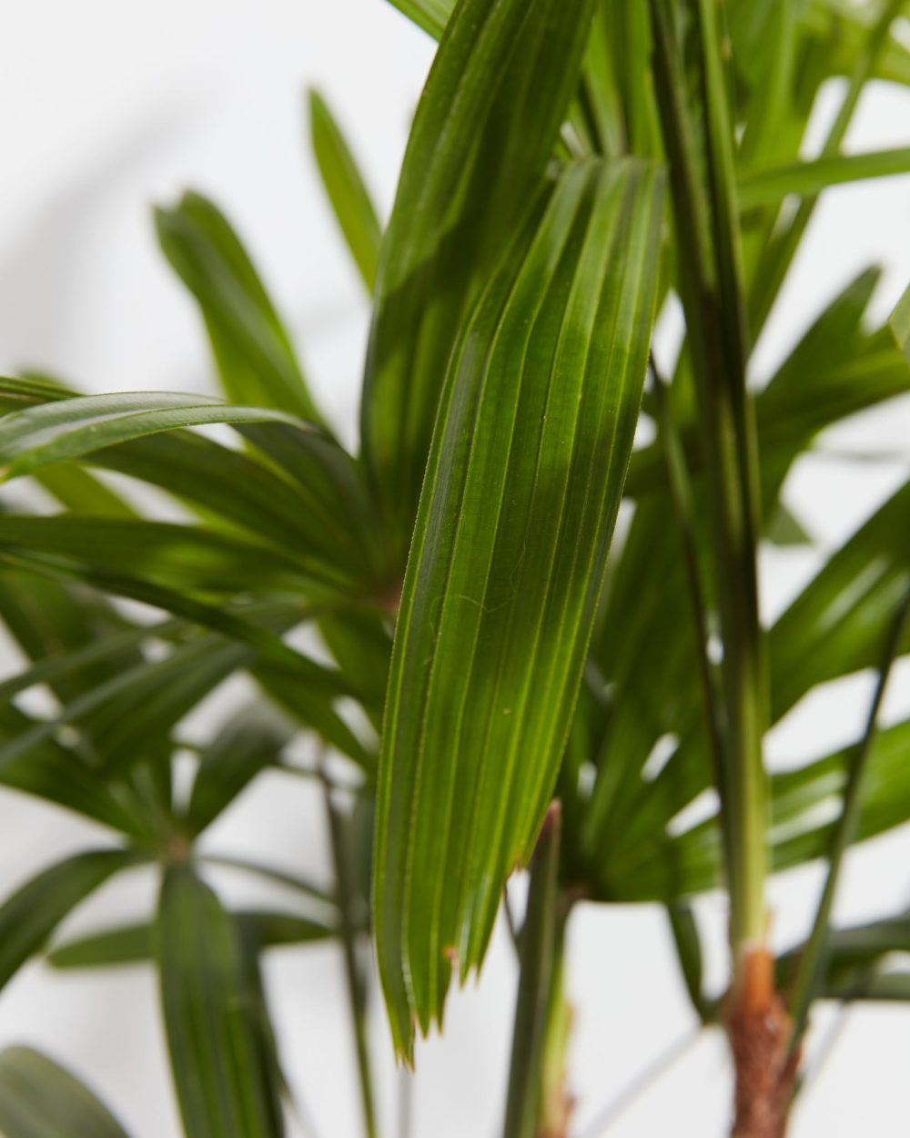 Lady Palm - Image 5