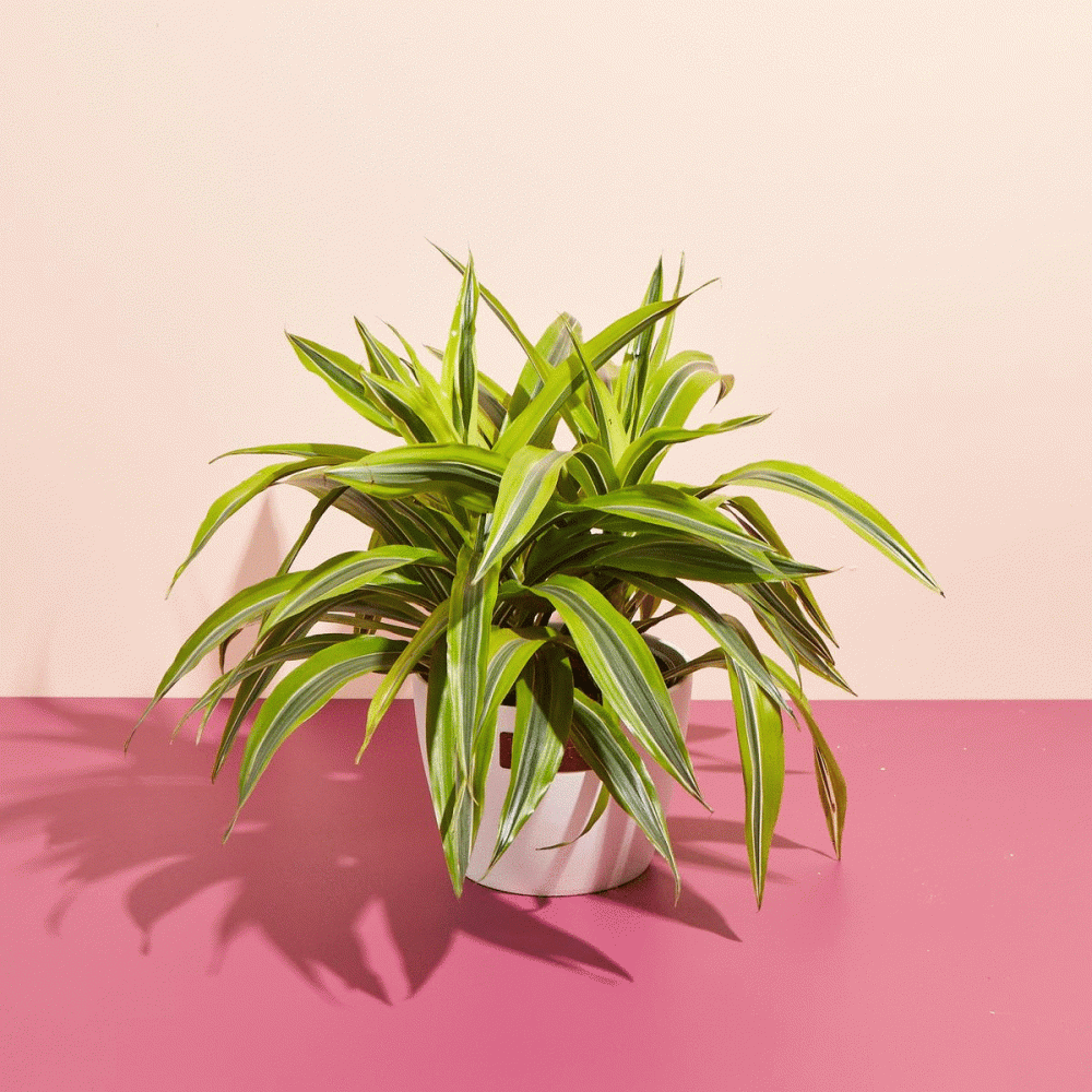 Not-So-Common Plant Subscription - Image 7