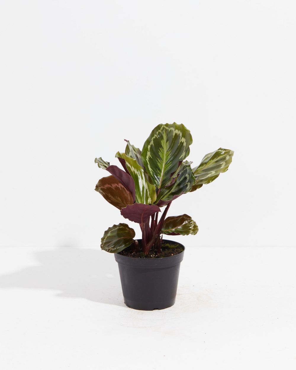 Peacock Plant (Calathea) - Image 11