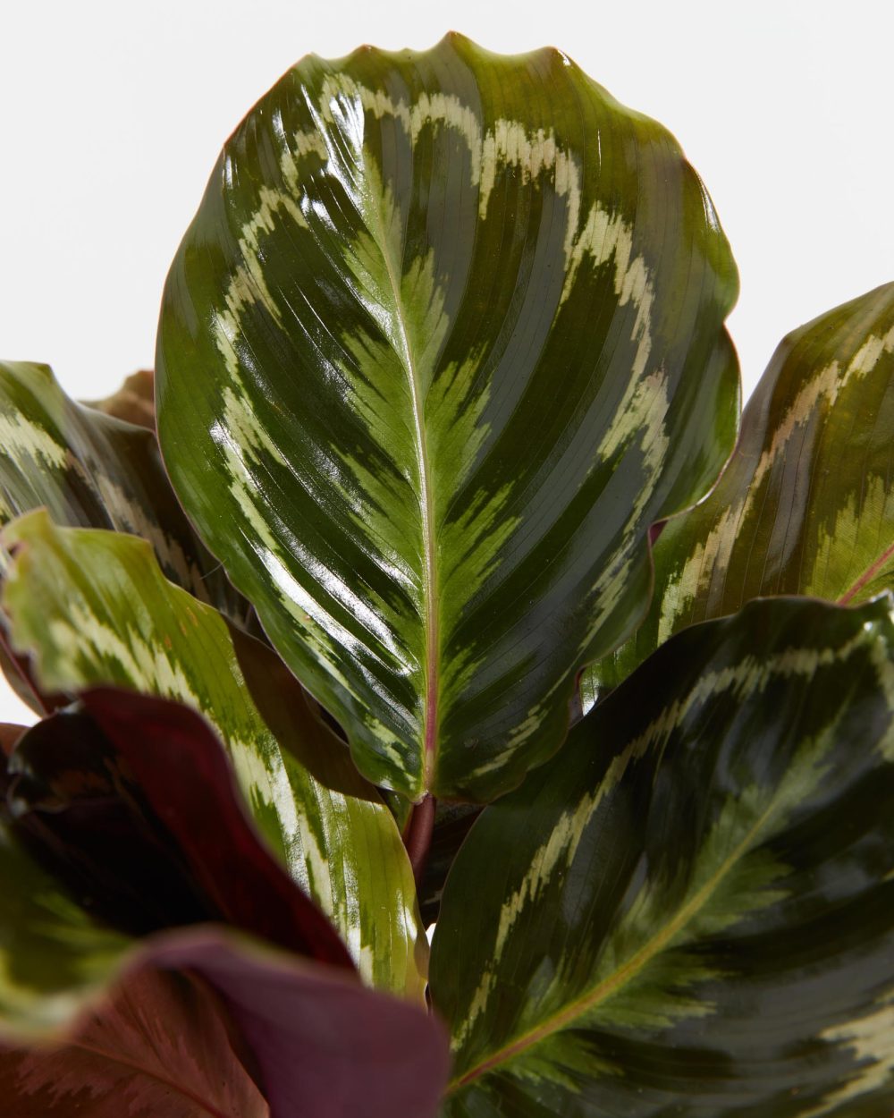 Peacock Plant (Calathea) - Image 4