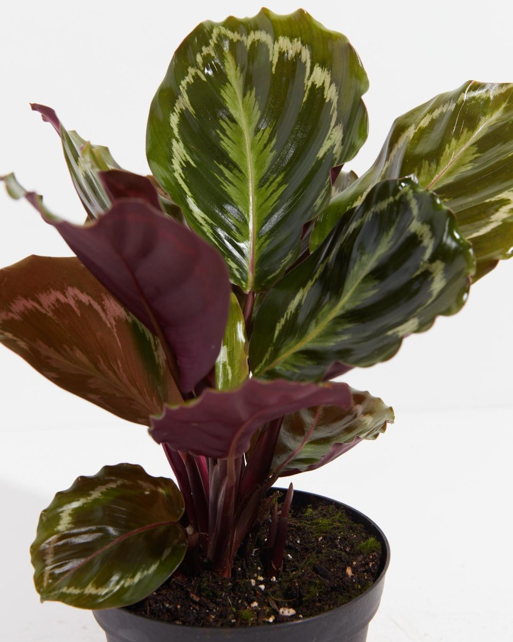 Peacock Plant (Calathea) - Image 5