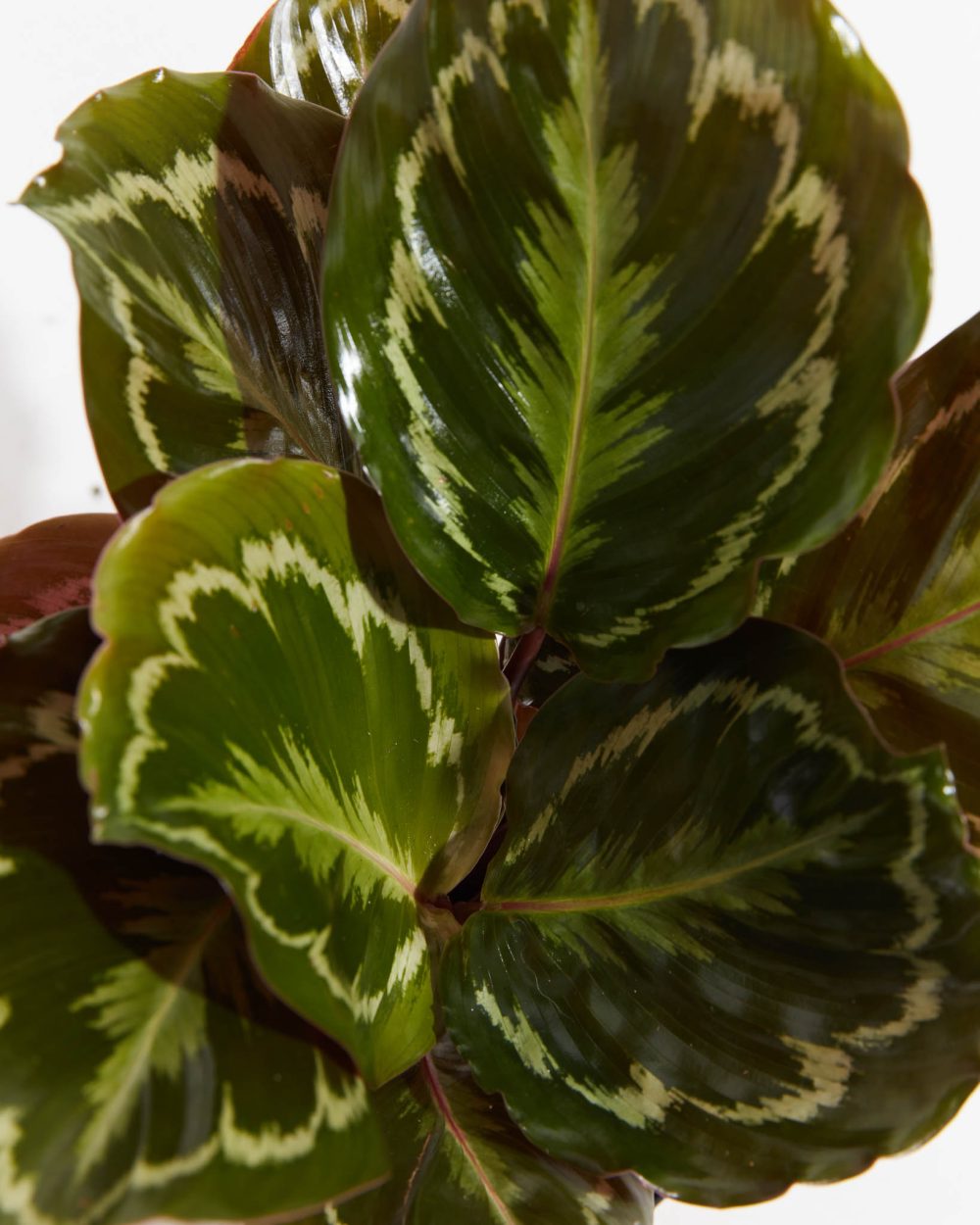 Peacock Plant (Calathea) - Image 3