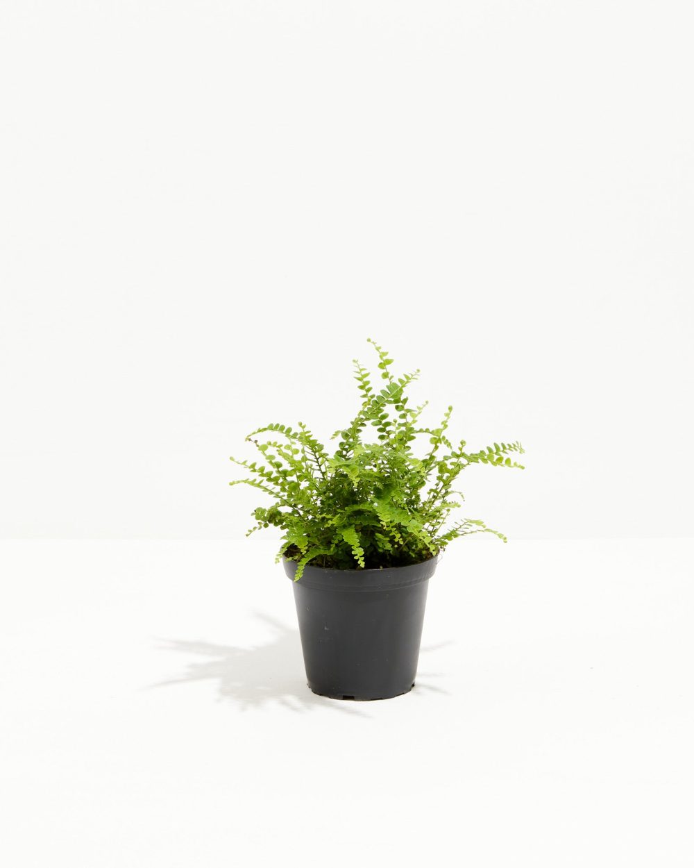 Lemon Button Fern - Image 5