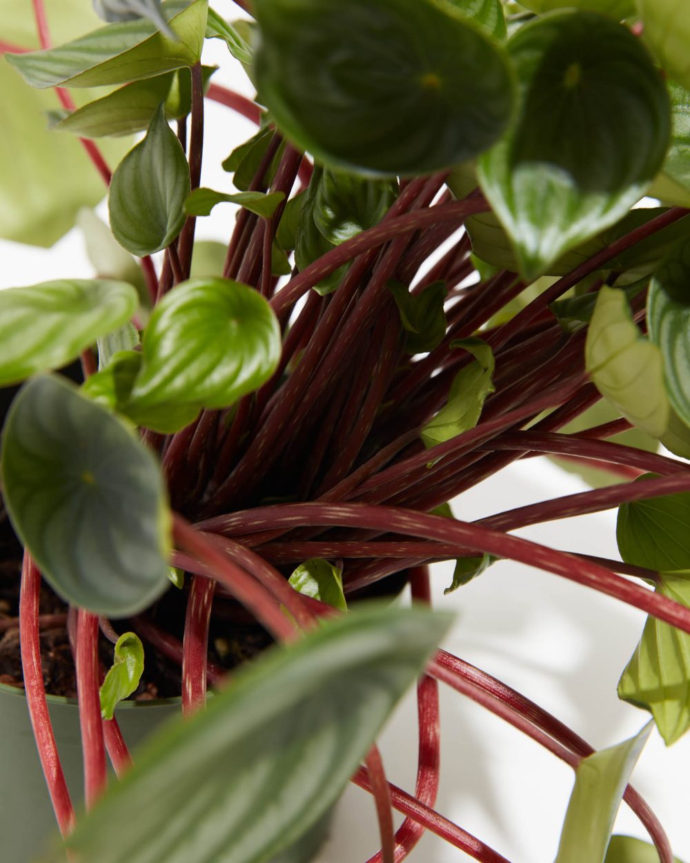 Watermelon Peperomia - Image 3