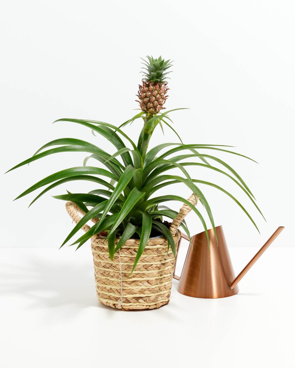 Pineapple Plant - Image 10