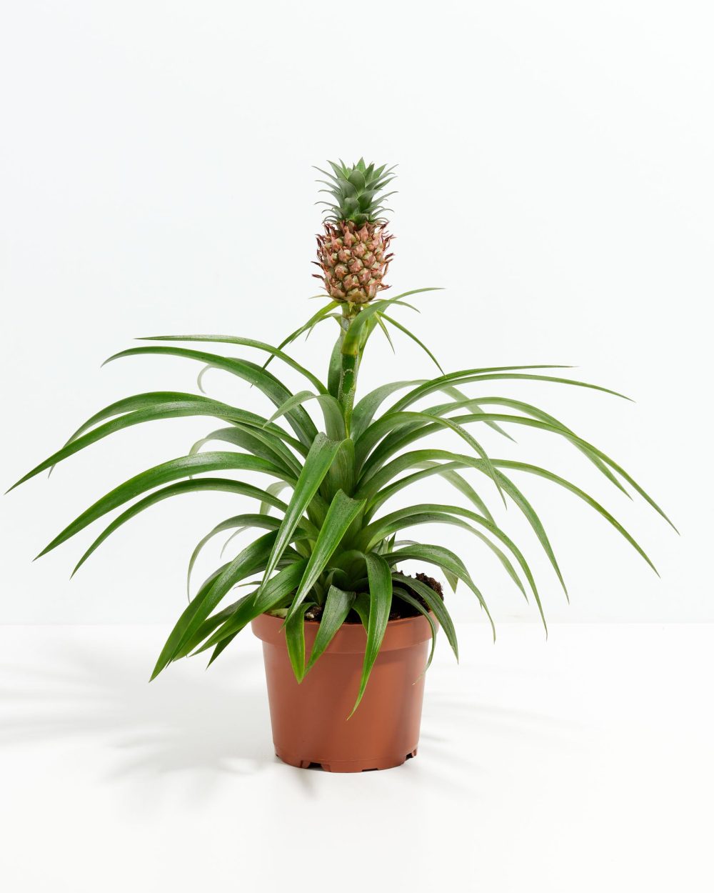 Pineapple Plant - Image 9