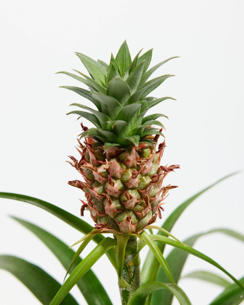 Pineapple Plant - Image 4