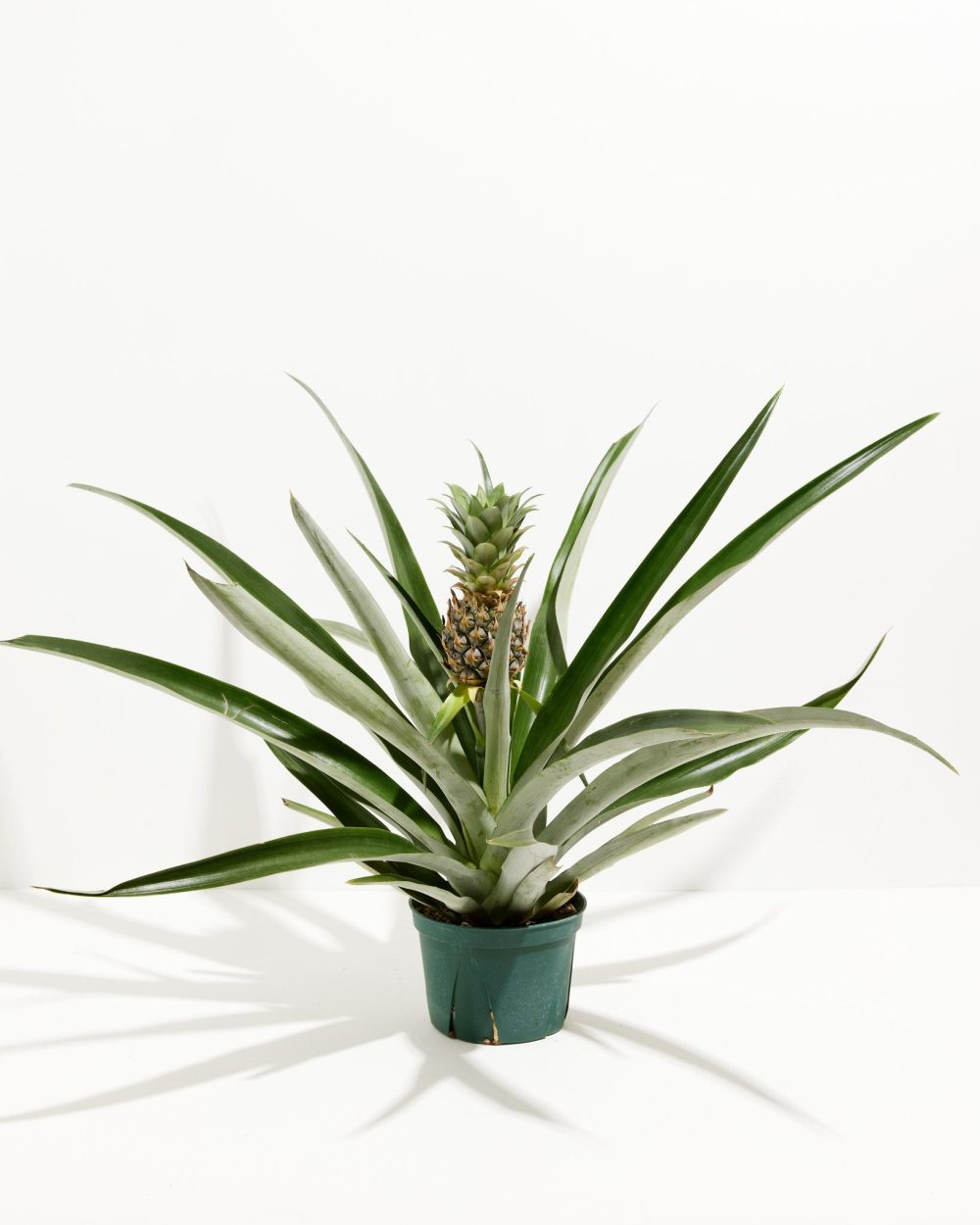 Pineapple Plant - Image 3