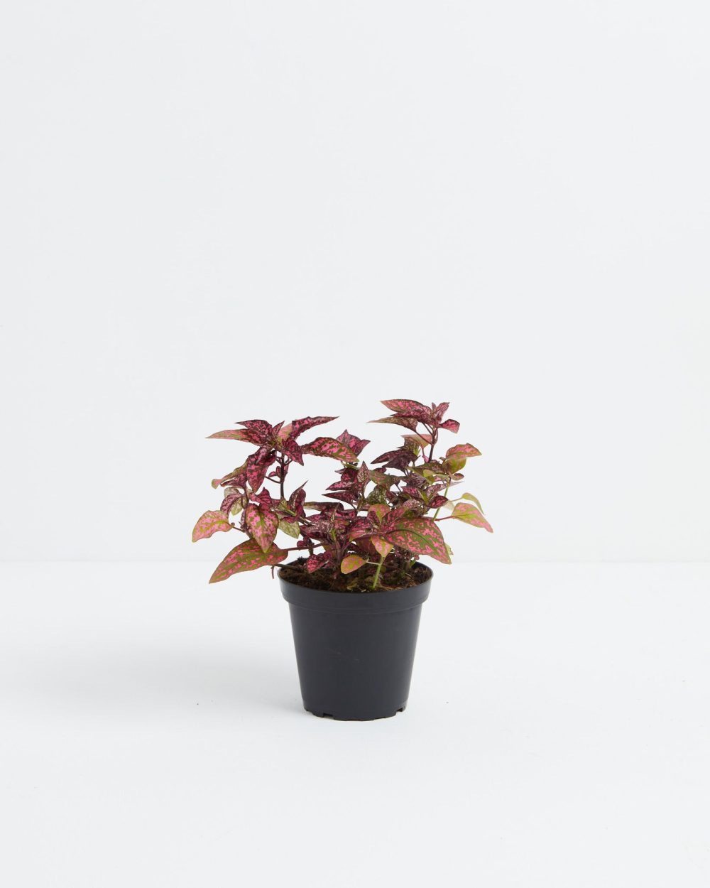 Pink Polka Dot Plant - Image 6