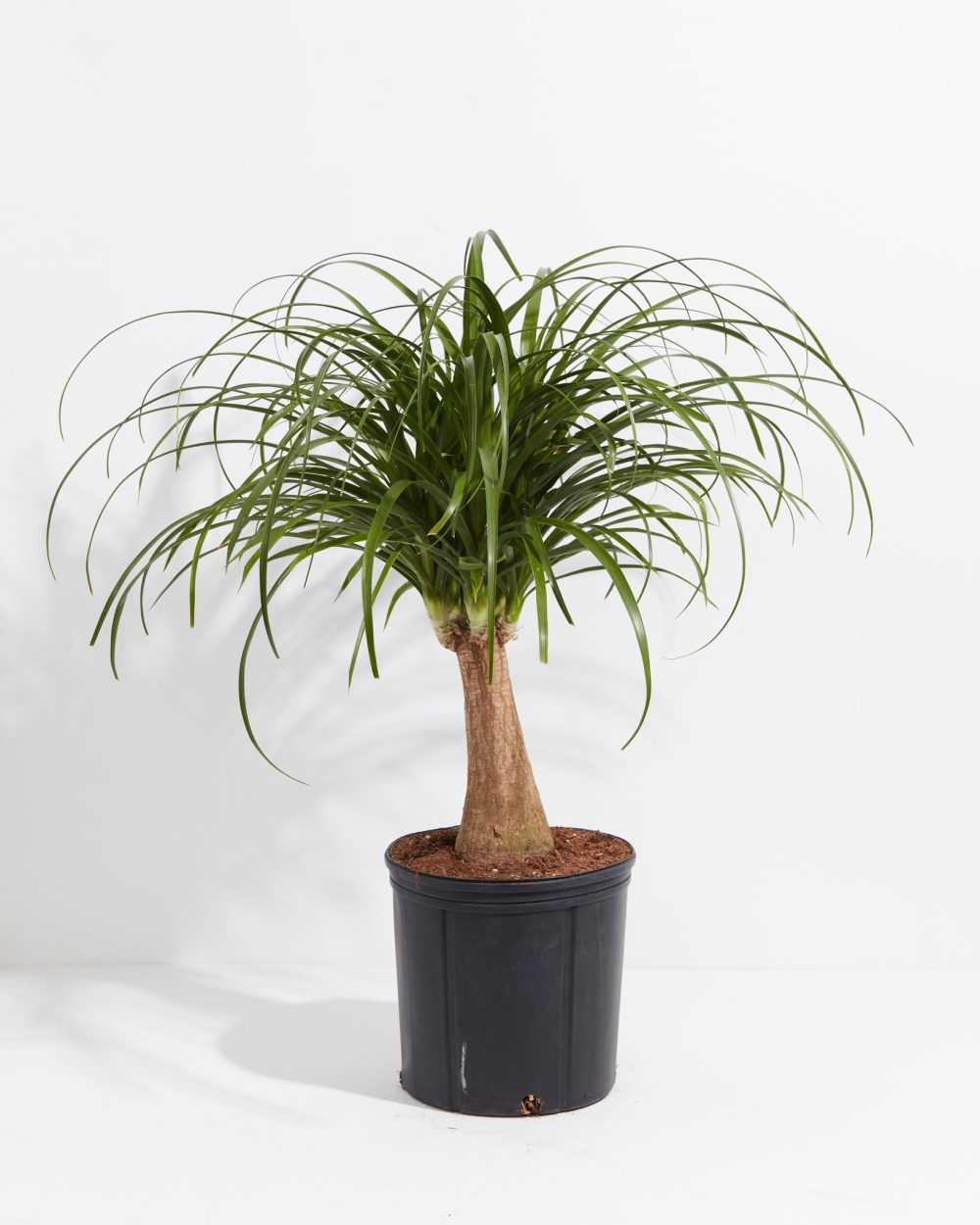 Ponytail Palm Tree - Image 8