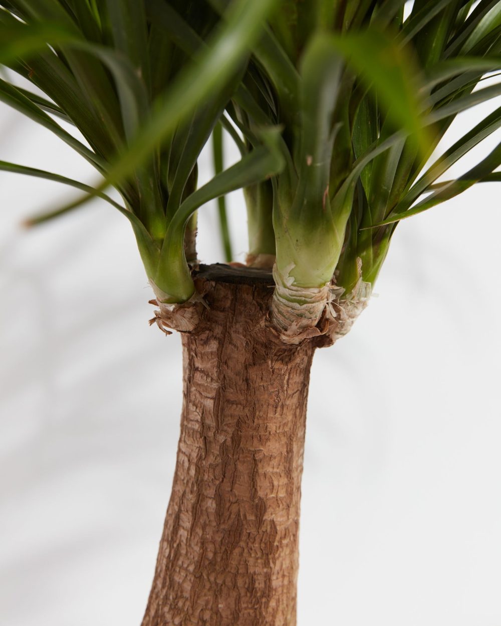 Ponytail Palm Tree - Image 3