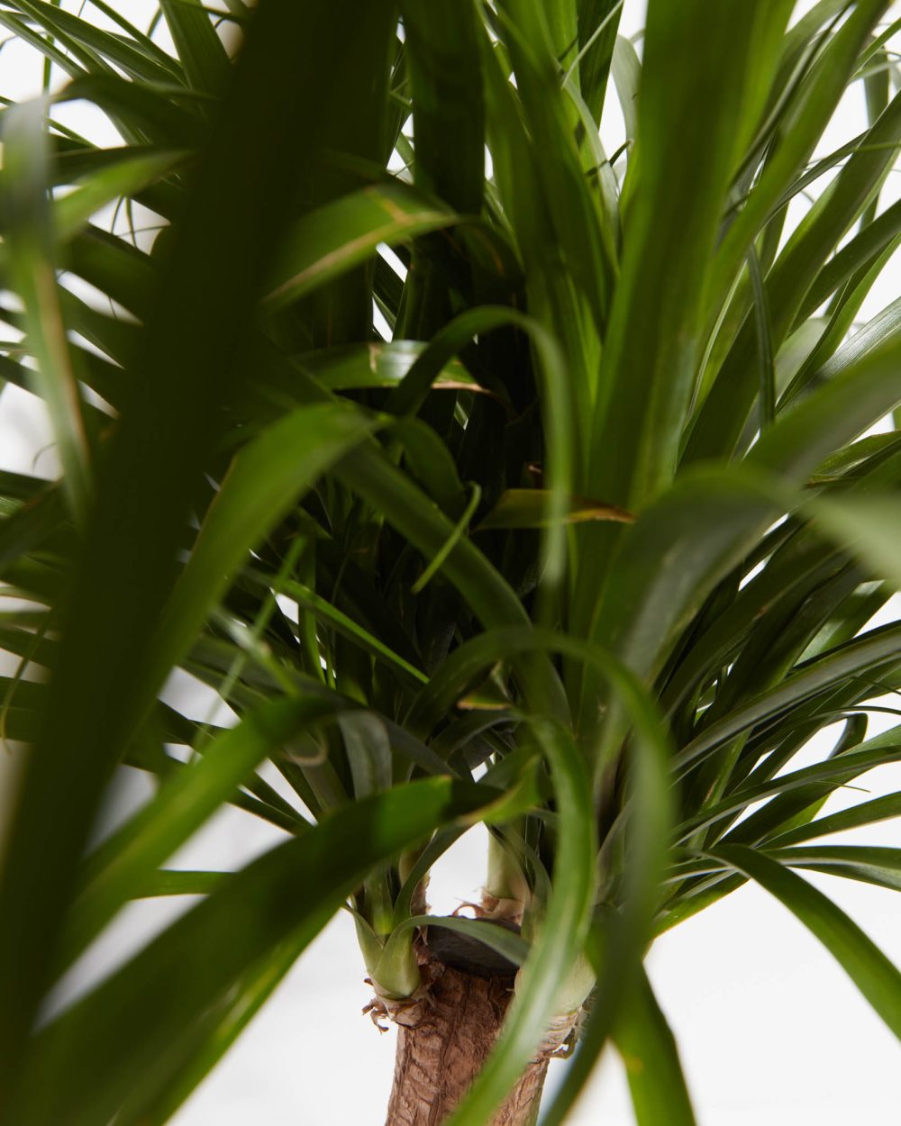 Ponytail Palm Tree - Image 4
