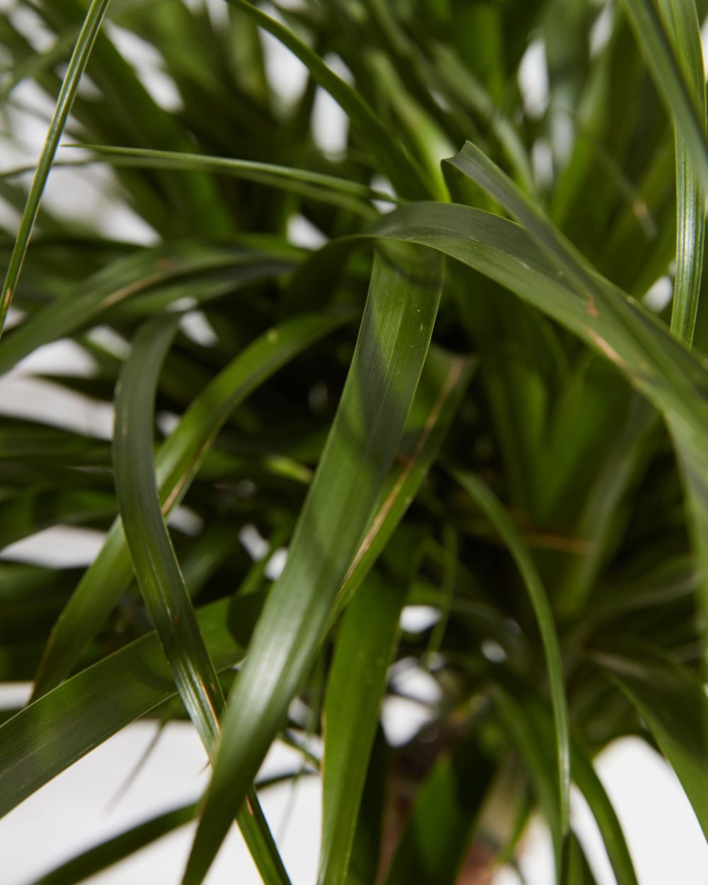 Ponytail Palm Tree - Image 6