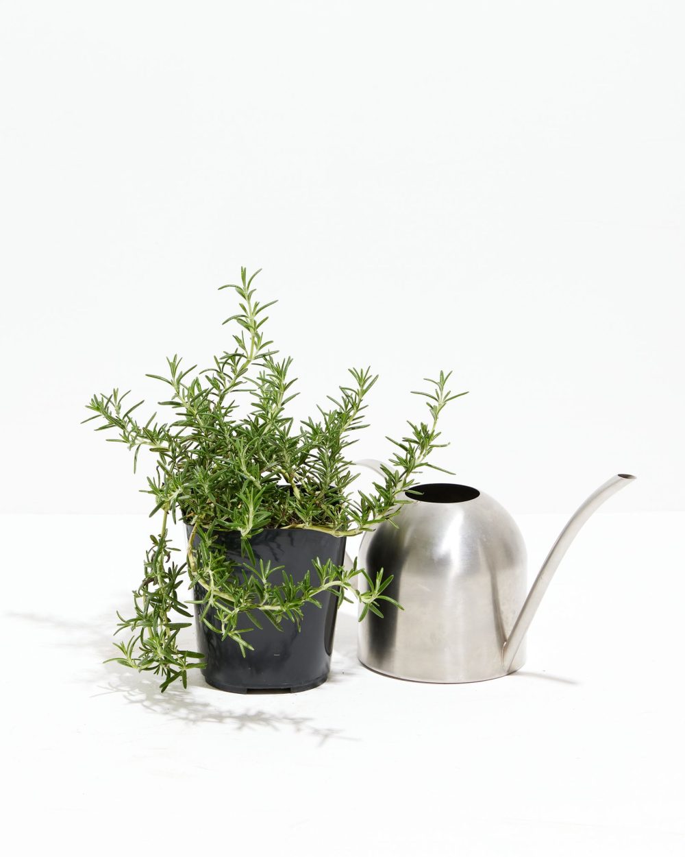 Tuscan Blue Rosemary - Image 12