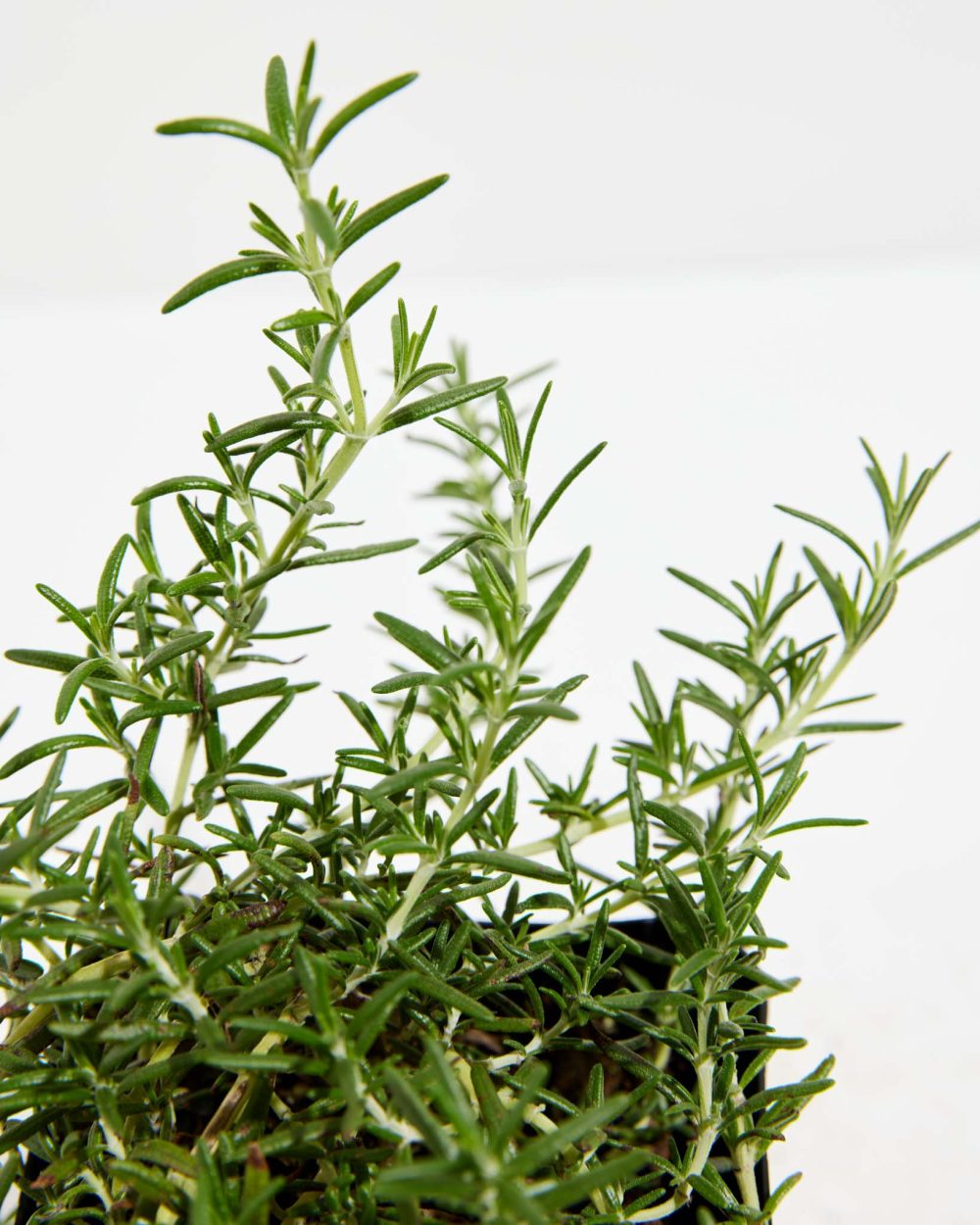 Tuscan Blue Rosemary - Image 6