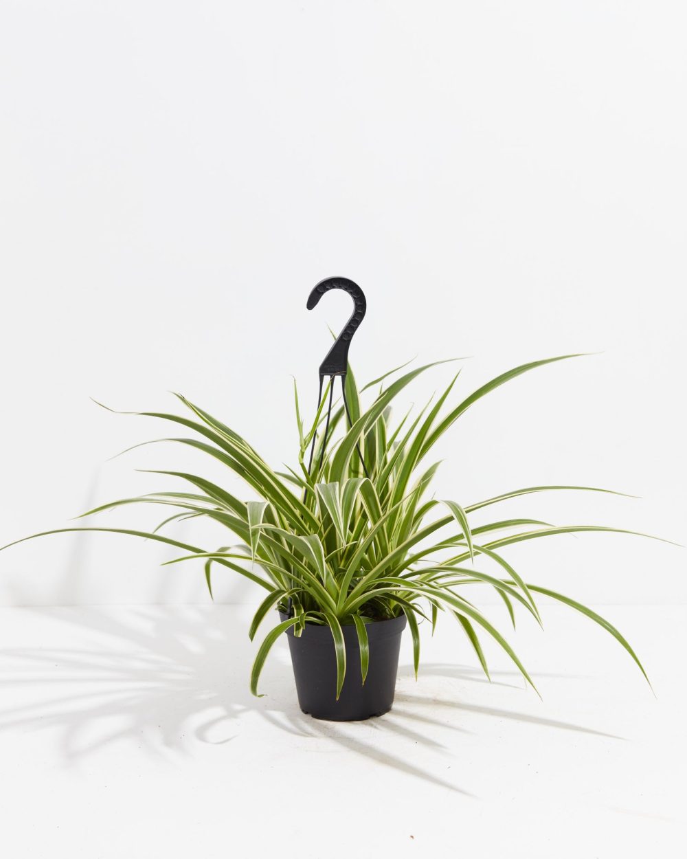 Spider Plant - Image 8