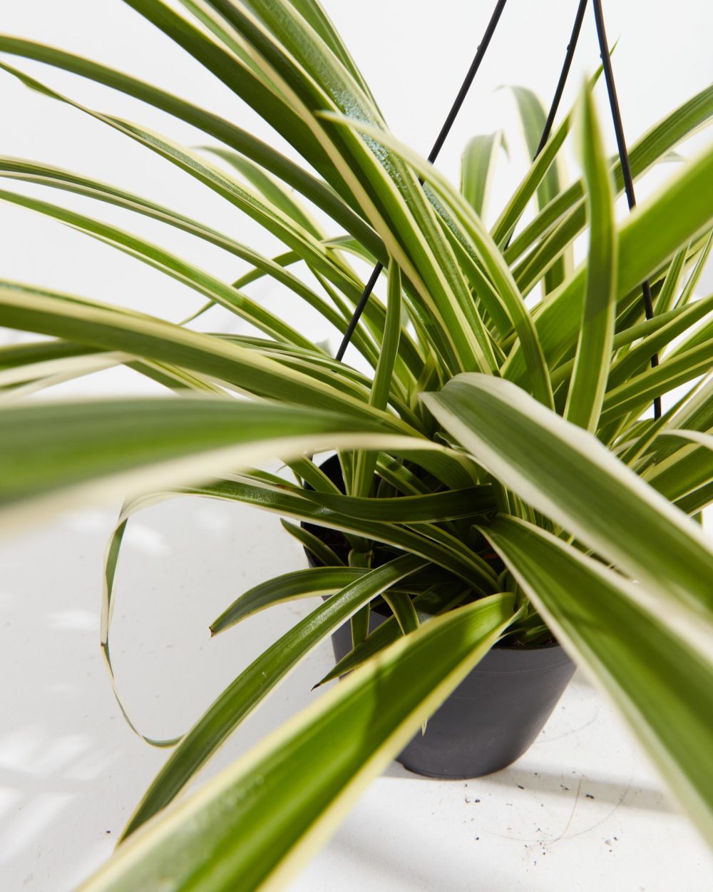 Spider Plant - Image 3