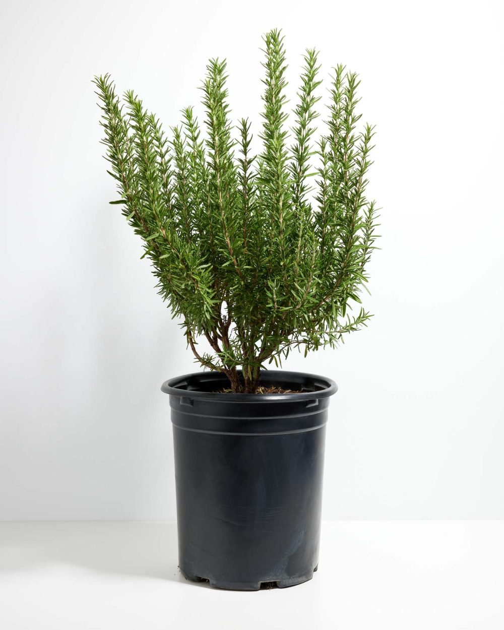 Tuscan Blue Rosemary - Image 15