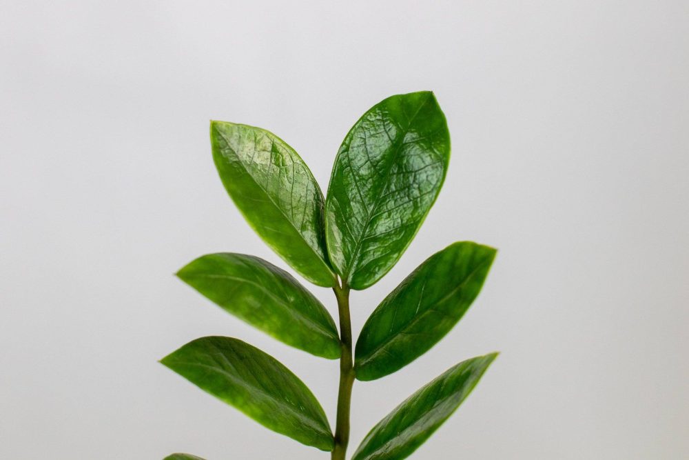 ZZ Plant - Image 5